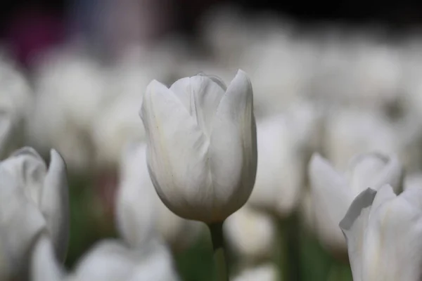 Selektywne Ujęcie Ostrości Pięknych Białych Tulipanów Terenie — Zdjęcie stockowe