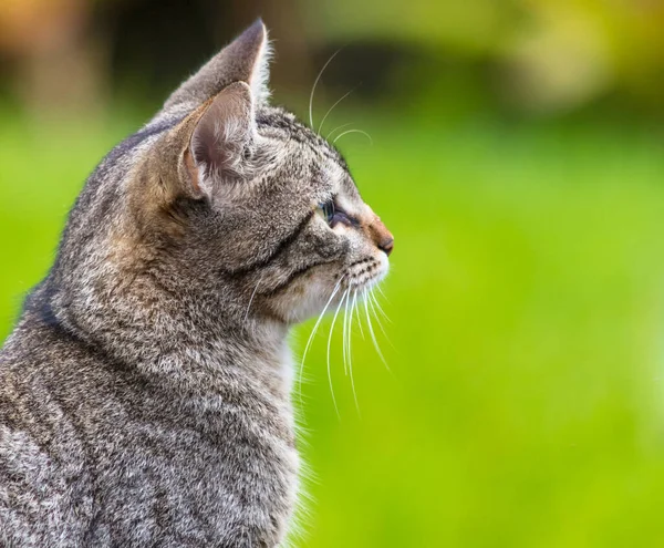 Primer Plano Gato Doméstico Gris Sobre Fondo Borroso —  Fotos de Stock