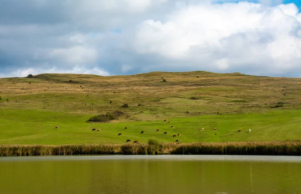 湖の近くの牧草地で牛の群れ — ストック写真