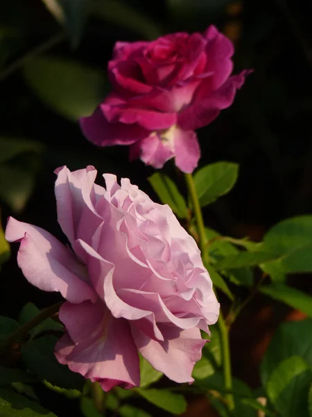 Крупный План Розовой Розы — стоковое фото