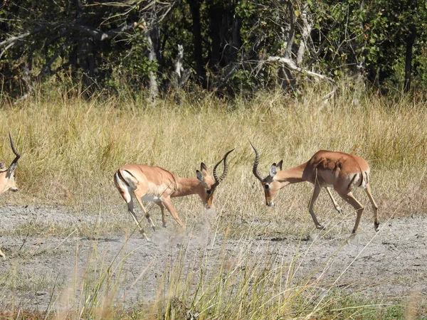 Een Paar Antilopen Moremi Game Reserve Botswana — Stockfoto