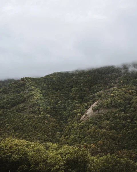Eine Vertikale Aufnahme Eines Nebligen Waldes — Stockfoto