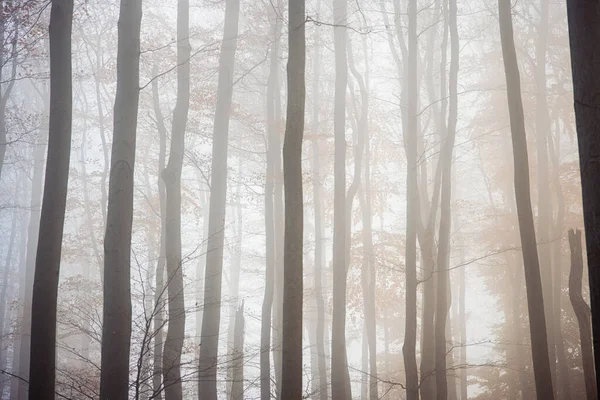 Skog Täckt Träd Och Dimma Hösten Dagen Perfekt För Tapeter — Stockfoto