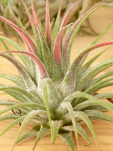 Eine Nahaufnahme Der Tillandsia Pflanze Auf Einem Holztisch — Stockfoto