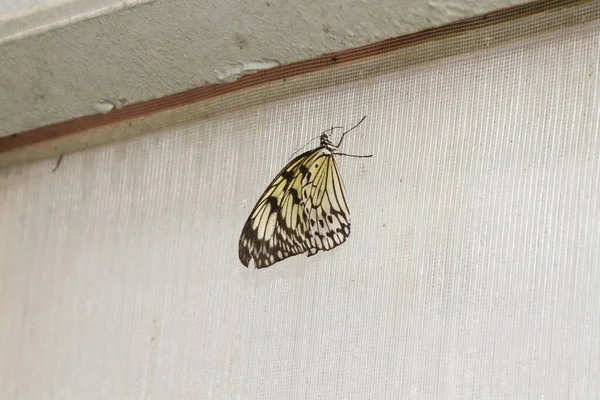 Malabar Tree Nymph Idea Malabarica Wall — Stock Photo, Image