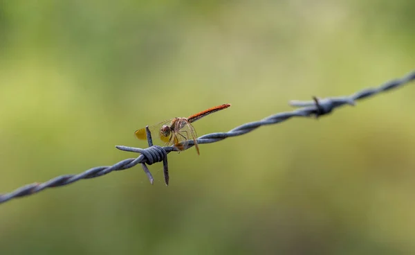 Primo Piano Una Libellula Appollaiata Filo Spinato — Foto Stock