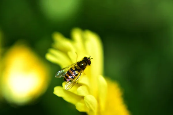 在一朵盛开的黄花上拍摄的空中飞蝇的选择性聚焦镜头 — 图库照片