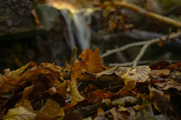 Крупный План Падающих Влажных Осенних Листьев Земле — стоковое фото