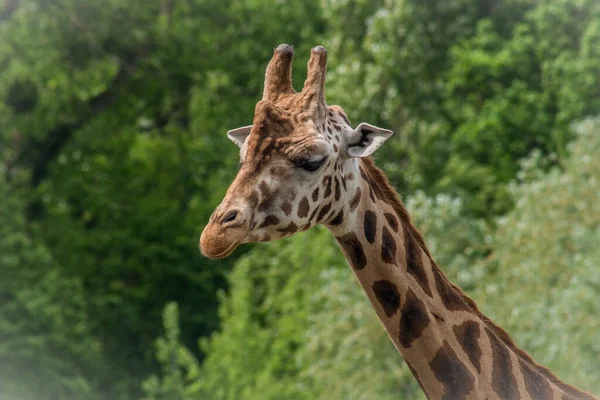 Gros Plan Une Girafe Sur Fond Flou — Photo