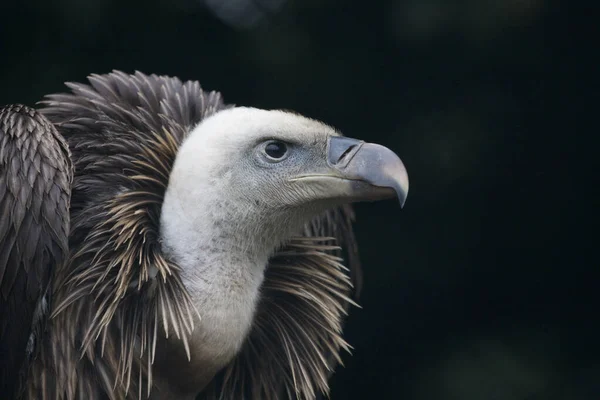 Portrait Griffon Vulture Bird Prey — Stock Photo, Image