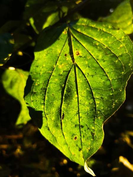 Eine Vertikale Nahaufnahme Von Blättern Von Pflanzen Die Herbst Eingefangen — Stockfoto