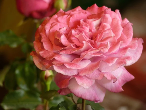 Крупный План Красивой Розовой Розы Цветущей Саду — стоковое фото