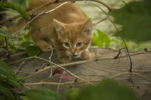 Primer Plano Lindo Gato Doméstico Jengibre Jardín Cubierto Vegetación — Foto de Stock