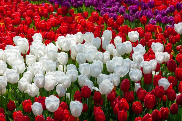 Gros Plan Tulipes Colorées Fleurs Dans Champ — Photo