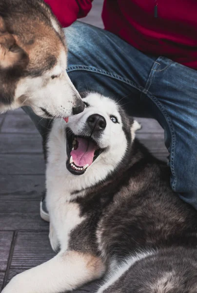 Egy Függőleges Felvétel Egy Férfiról Amint Szibériai Husky Kutyákkal Játszik — Stock Fotó