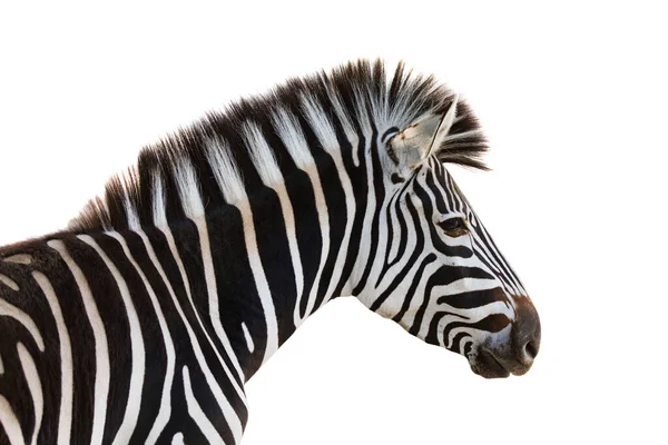 Closeup Beautiful Zebra Isolated White Background — Stock Photo, Image