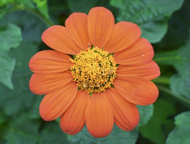 A selective focus shot of a blooming Tithonia flower clipart