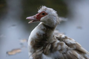 Half open beak of a Muscovy duck with red face, brown and white feathers contrasted against an out of focus pond and leafs in the background clipart