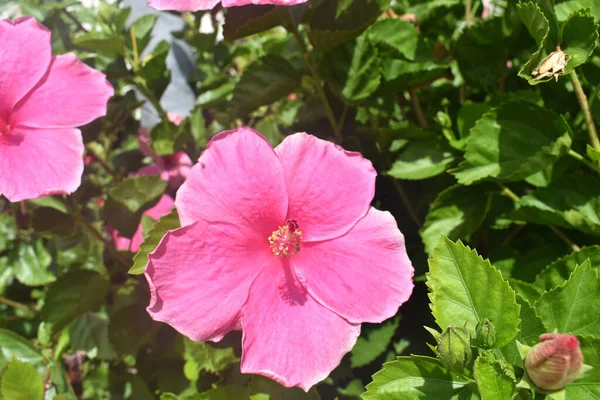 Detailní Záběr Růžové Květy Ibišku Kvetoucí Maui Havaji — Stock fotografie