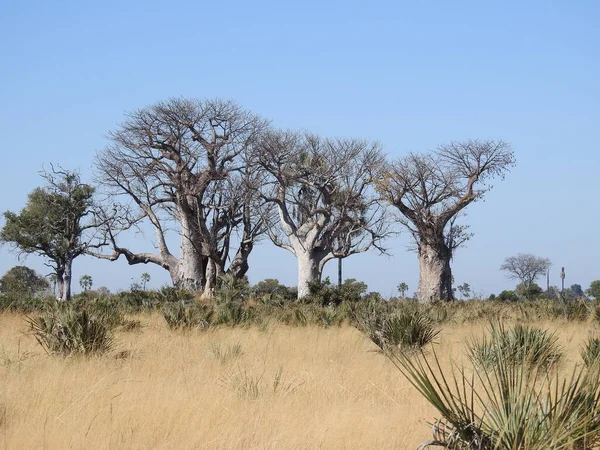 Gyönyörű Kilátás Baobab Fák Okavango Delta Botswana — Stock Fotó