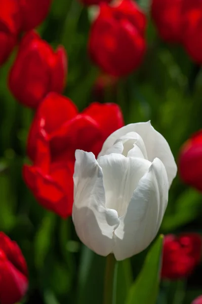 Plan Vertical Une Tulipe Blanche Dans Champ Tulipes Rouges — Photo
