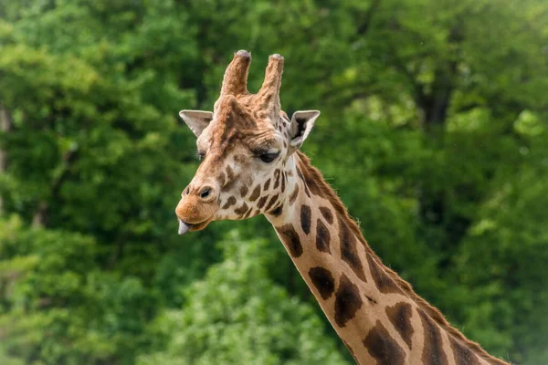 Eine Nahaufnahme Einer Giraffe Auf Verschwommenem Hintergrund — Stockfoto