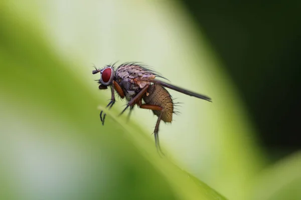 Muscidae Alguns Dos Quais São Comumente Conhecidos Como Moscas Domésticas — Fotografia de Stock