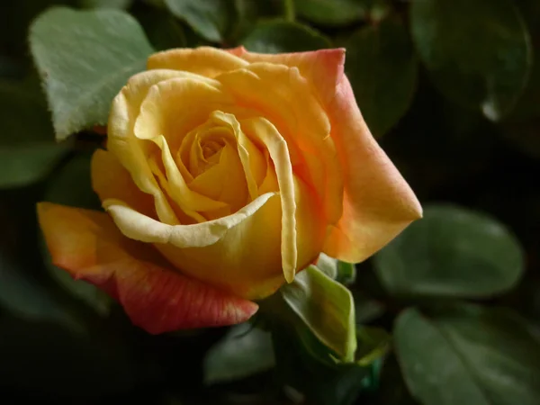 Eine Nahaufnahme Einer Schönen Gelben Rose Voller Blüte Die Garten — Stockfoto