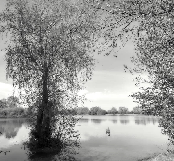 穏やかな湖に浮かぶ優雅な白鳥の灰色のショット — ストック写真