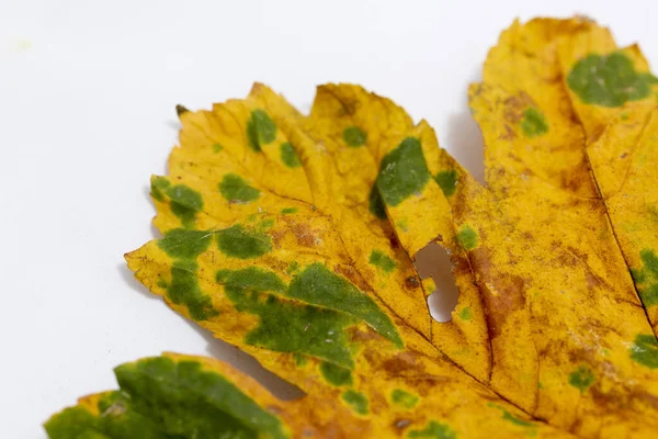枫叶的黄色和绿色细节正在腐烂 秋天在白色背景下的季节概念 — 图库照片