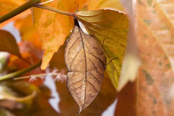 Eine Nahaufnahme Von Gelben Blättern Herbst — Stockfoto