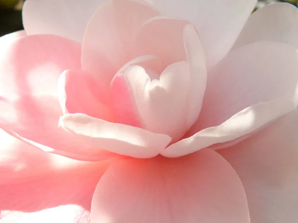 Closeup Shot Pink Camellia — Stock Photo, Image