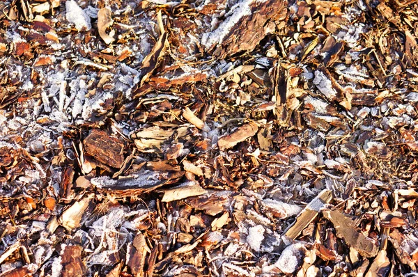 나뭇잎과 얼음으로 뒤덮인 나무껍질이 위에서 내려다 보이는 — 스톡 사진