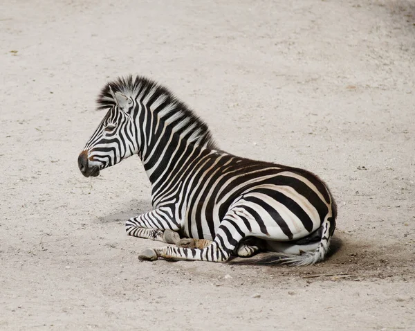 Tiro Perto Uma Jovem Zebra Deitada Chão — Fotografia de Stock