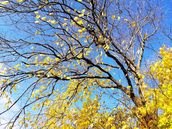 Low Angle Shot Autumnal Forest Landscape Larvik Norway — Stock Photo, Image