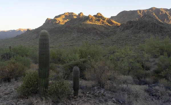 Tucson Arizona United States Oct 2020 Pair Young Saguaros Sun — Stock Photo, Image