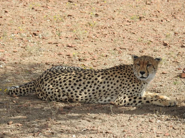 Tiro Perto Uma Chita Mentirosa Mashatu Game Reserve Botsuana — Fotografia de Stock