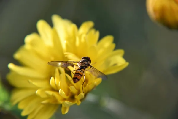 Çiçek Açan Sarı Bir Çiçeğin Üzerindeki Uçan Sineğin Seçici Odak — Stok fotoğraf