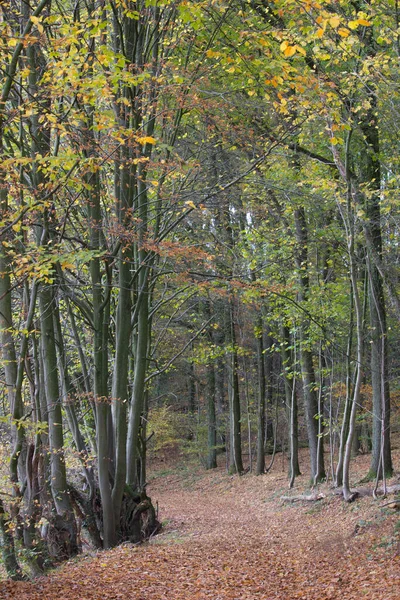 Sonbahar Ormanı Manzarasının Güzel Bir Görüntüsü — Stok fotoğraf