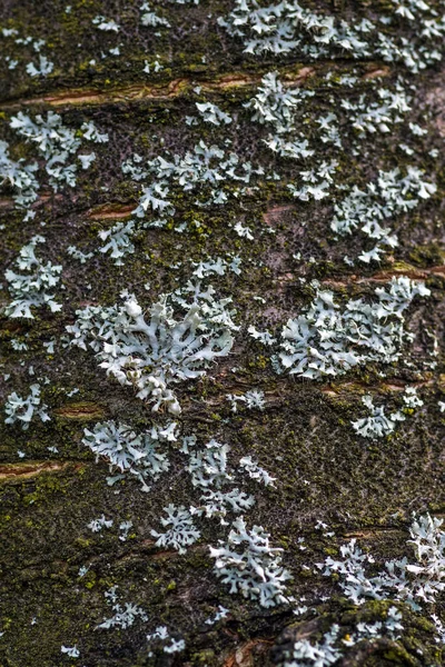 Een Verticaal Close Shot Van Bladeren Korstmossen Naast Een Boomstam — Stockfoto