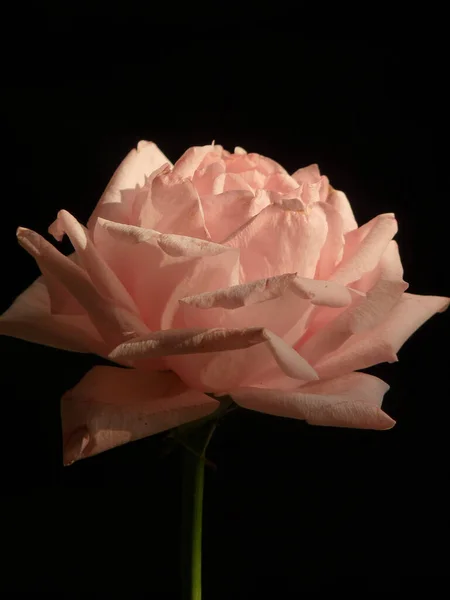 Eine Vertikale Selektive Fokusaufnahme Einer Schönen Hellen Rose Auf Schwarzem — Stockfoto