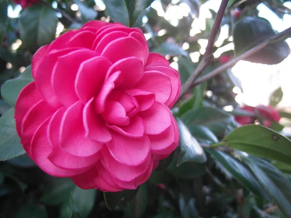 Primo Piano Bellissimo Fiore Camelia — Foto Stock