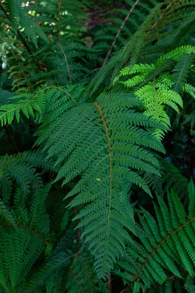 Close Green Fern Leaves Forest — Stock Photo, Image