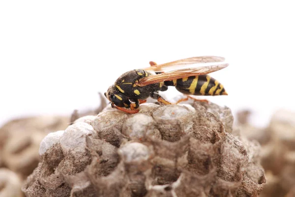 Makró Felvétel Egy Méhről Vespiary Fehér Alapon — Stock Fotó