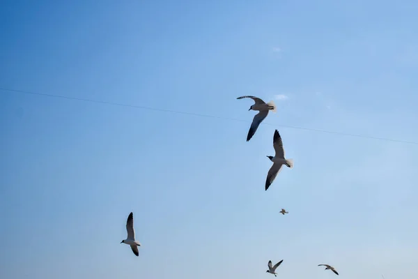 Fåglar Som Flyger Klar Himmel Dagtid — Stockfoto