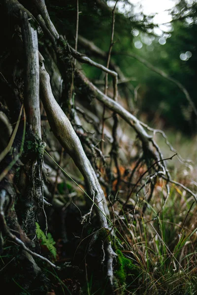 Крупним Планом Знімок Сушених Рослин Лісі — стокове фото