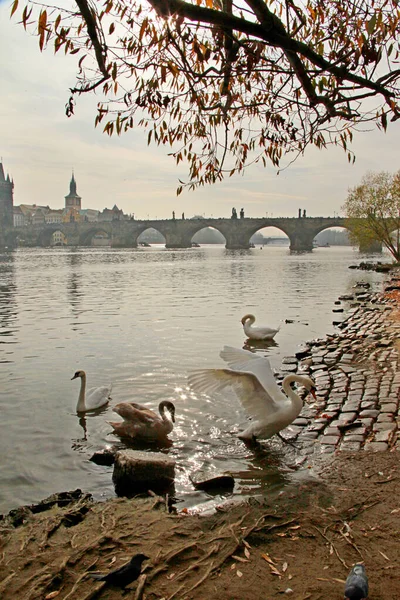 Krásný Záběr Úžasné Staré Pražské Město Polsku — Stock fotografie