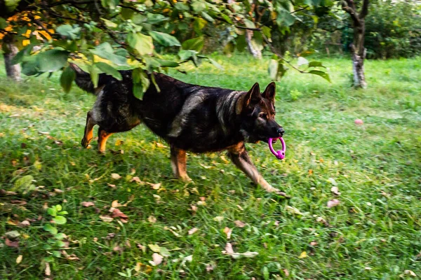 芝生の上でおもちゃを取っている犬のぼやけたショット — ストック写真