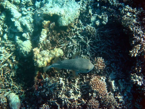 Ryby Ulovené Pod Mořem Koncept Pod Mořem Pod Vodou — Stock fotografie
