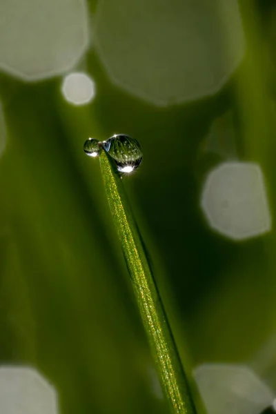 Een Verticaal Ondiepe Focus Shot Van Dauw Een Plant — Stockfoto